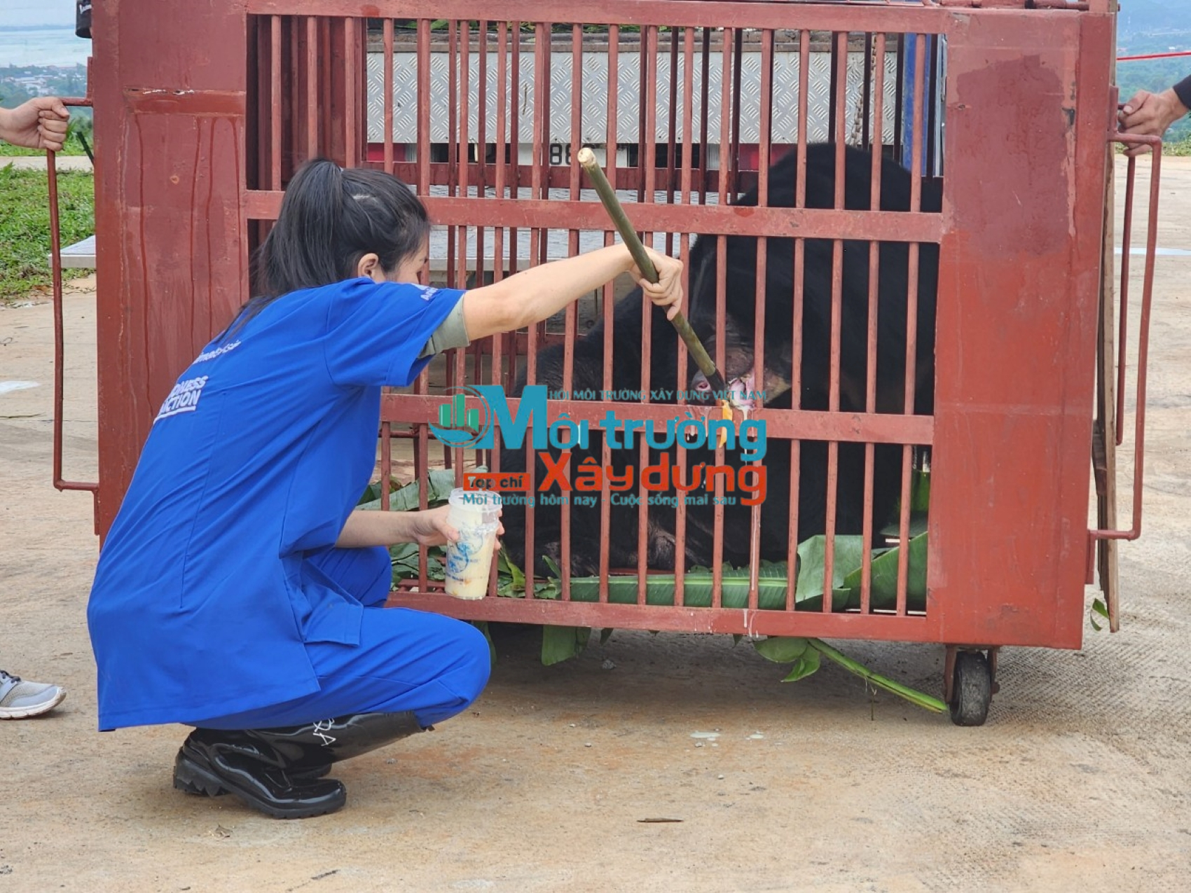 Trung tâm cứu hộ gấu Việt Nam tại VQG Bạch Mã tiếp nhận hai cá thể gấu được hiến tặng
